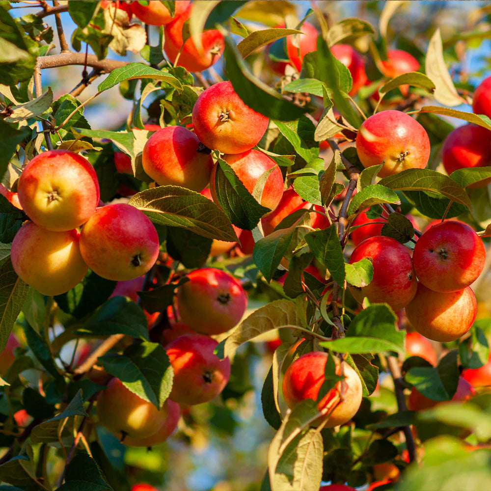 Apple, Winesap #7