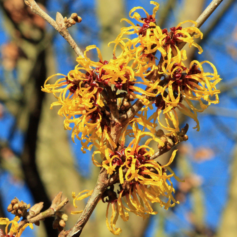 Witch Hazel #7