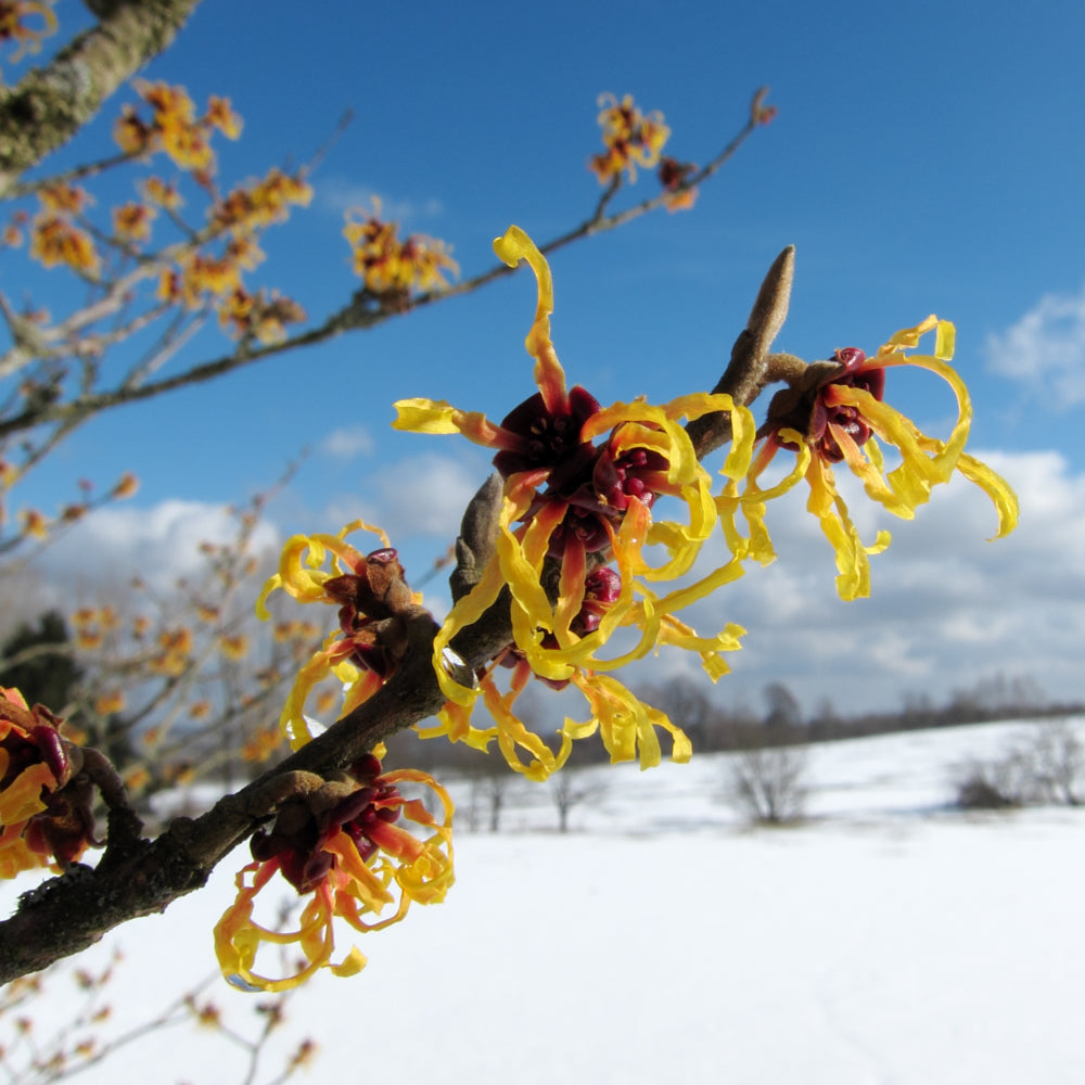 Witch Hazel #7