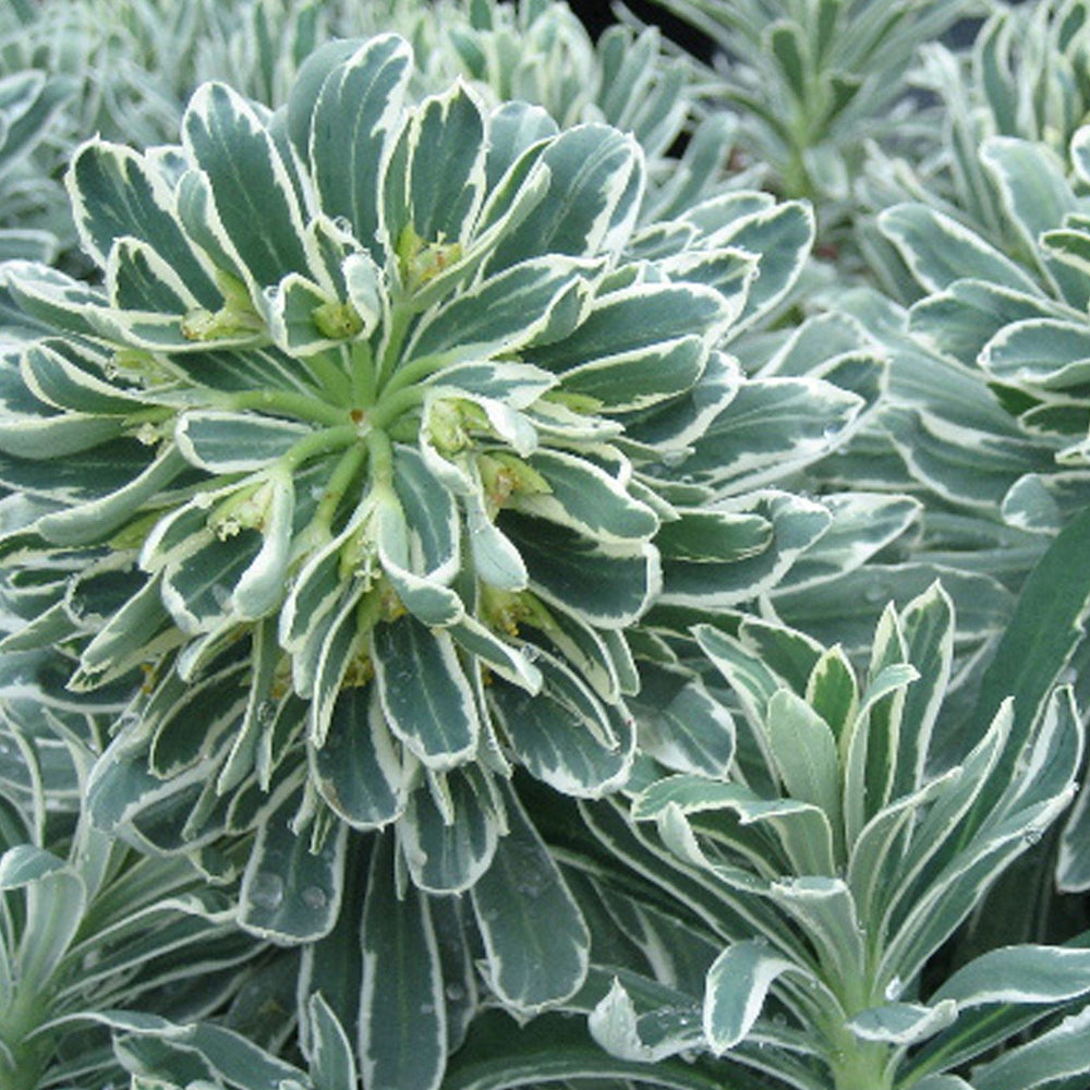 Wood Spurge, Glacier Blue Qt