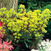 Wood Spurge, Miner's Merlot Qt