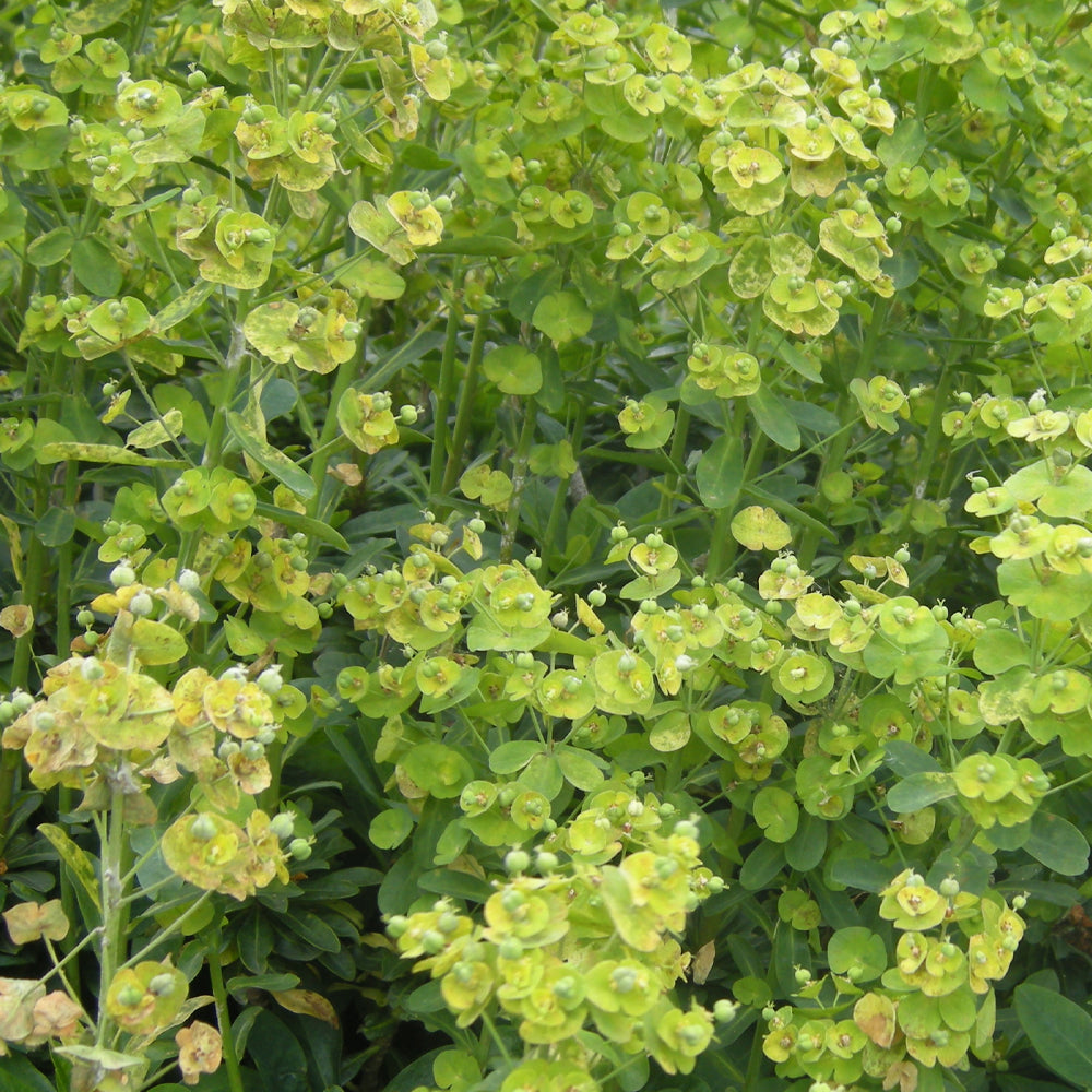 Wood Spurge, Robbiae Qt