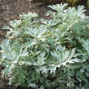 Wormwood, Silver Lining #1