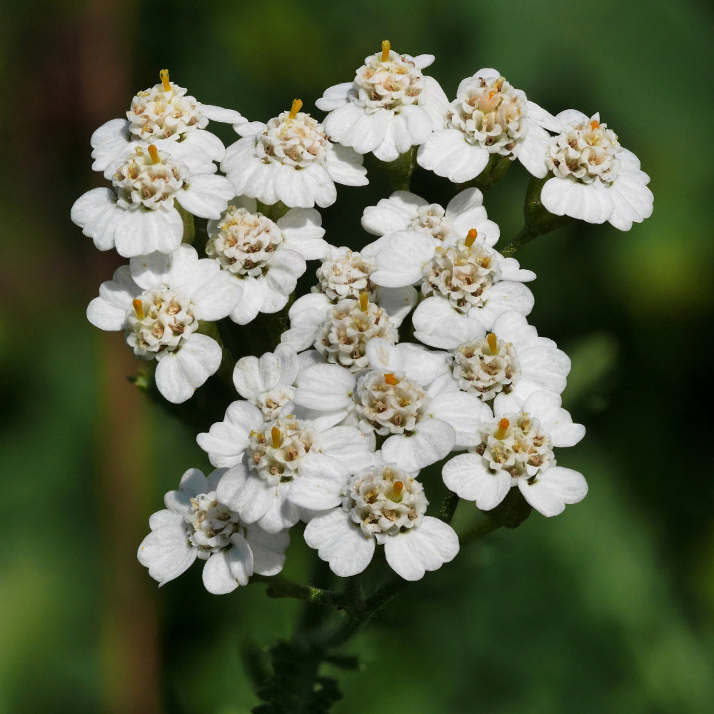 Yarrow, Common #1