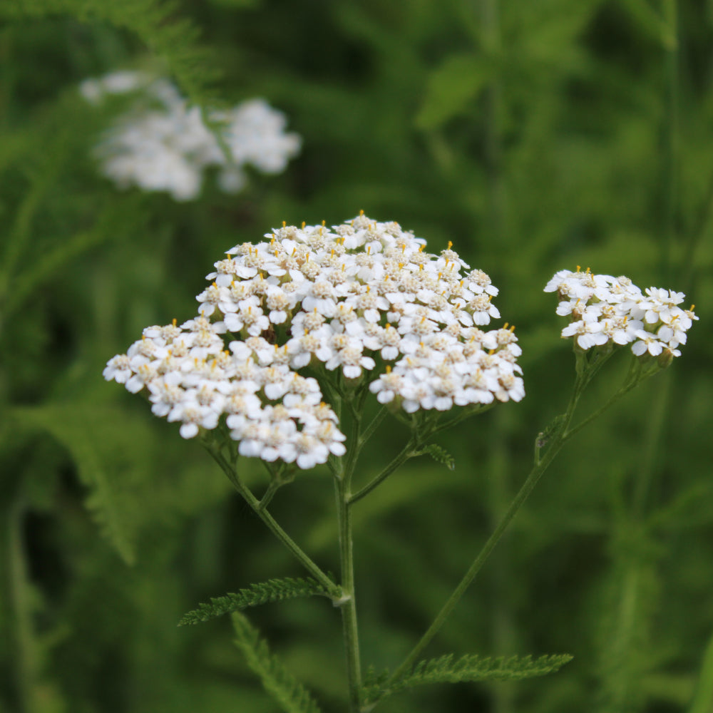 Yarrow, Common #1