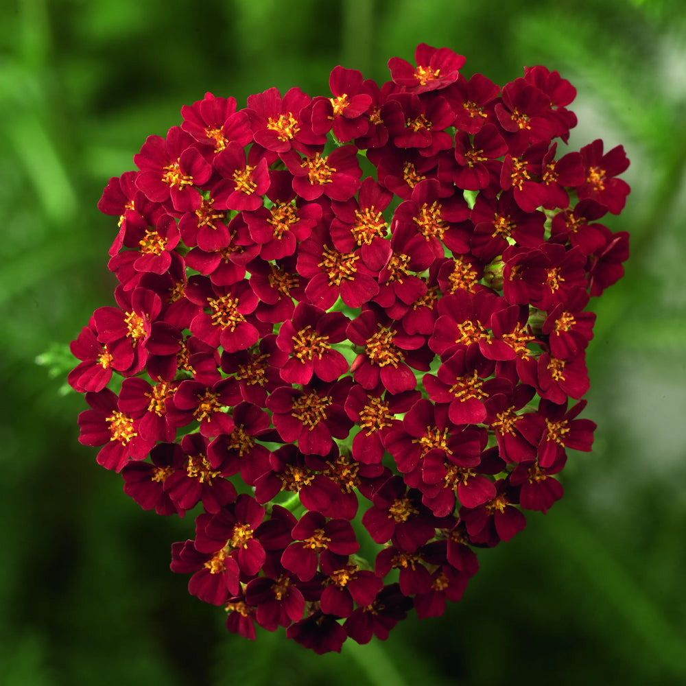 Yarrow, Desert Eve Red #1