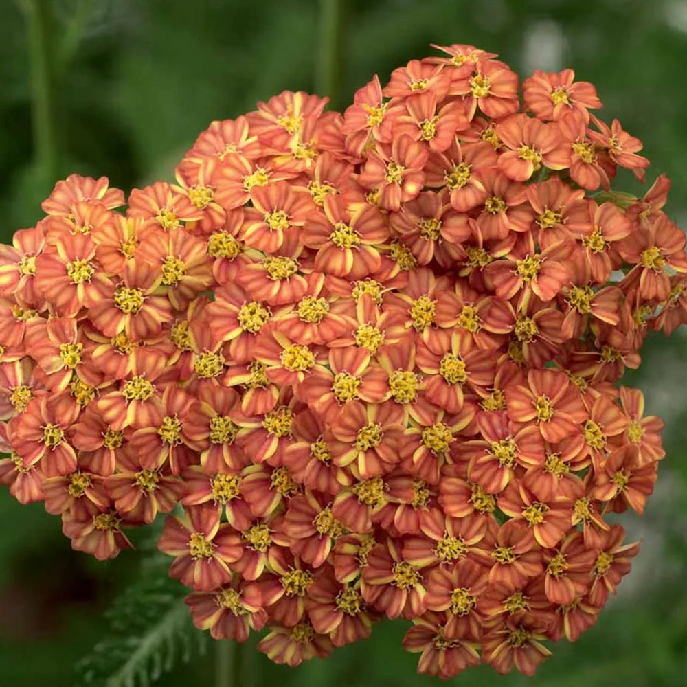 Yarrow, Desert Eve Terracotta#1