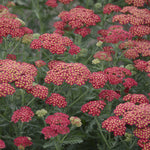 Load image into Gallery viewer, Yarrow, Firefly Red Pop #1
