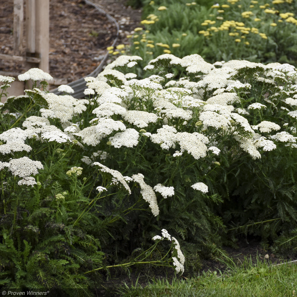 Yarrow, Firefly Diamond #1