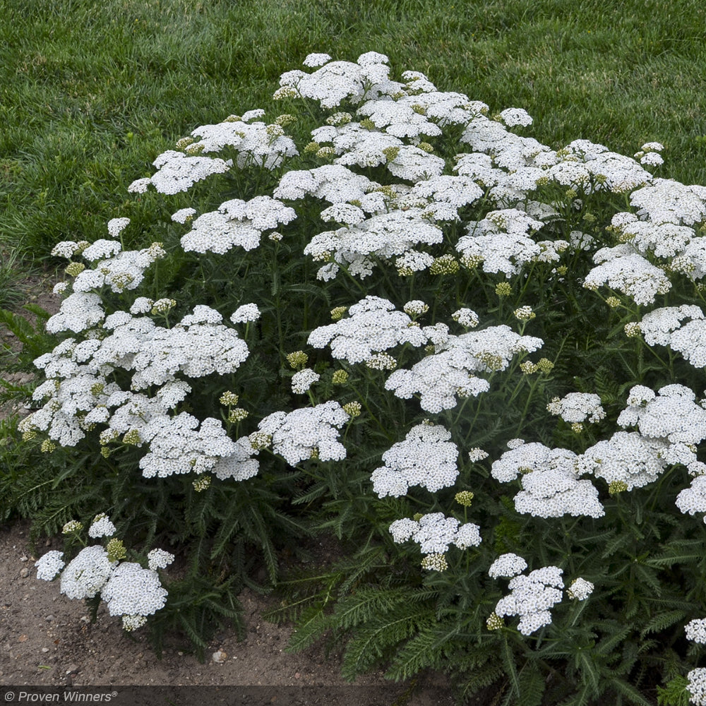 Yarrow, Firefly Diamond #1