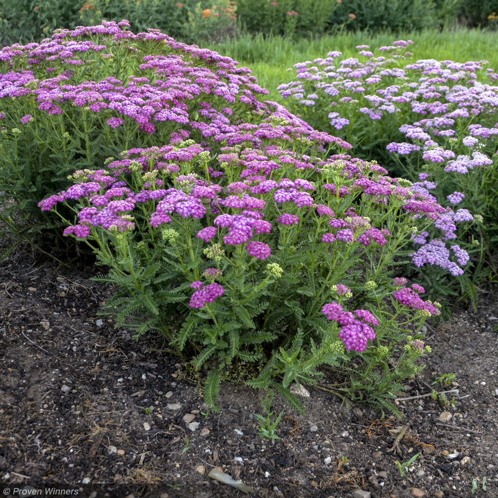 Yarrow, Firefly Fuchsia #1