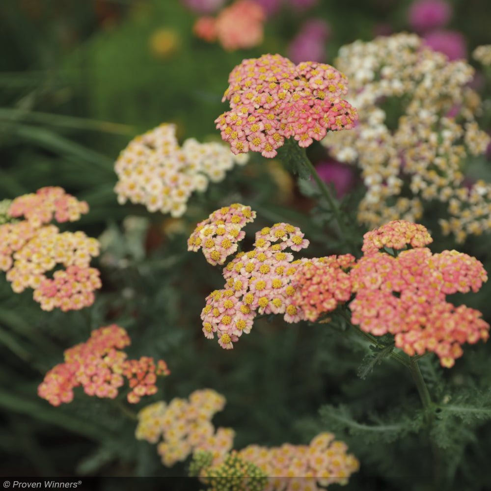 Yarrow, Firefly Peach Sky #1