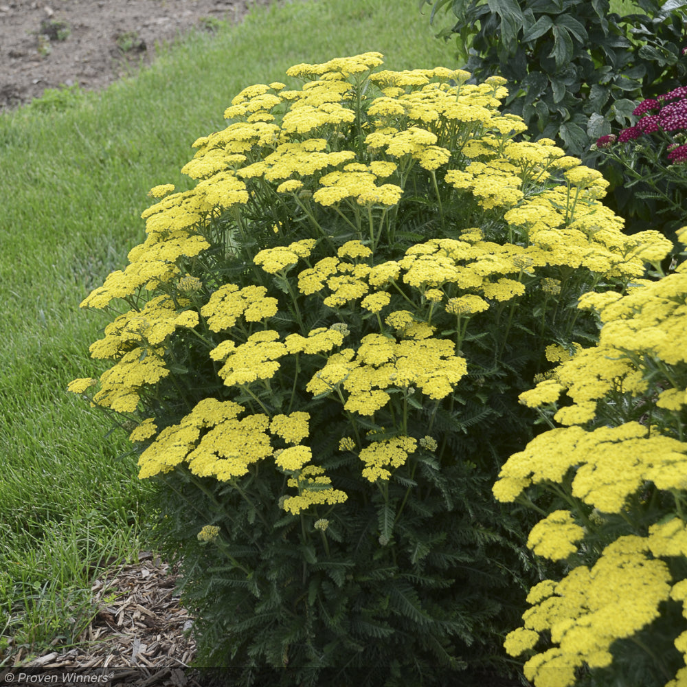 Yarrow, Firefly Sunshine #1