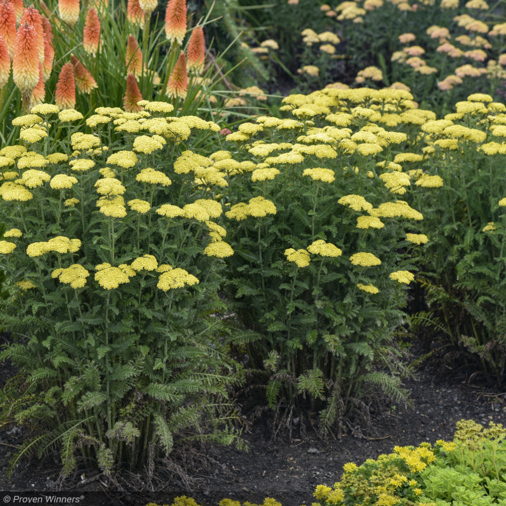 Yarrow, Firefly Sunshine #1