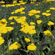 Yarrow, Moonshine #1