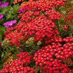 Load image into Gallery viewer, Yarrow, Paprika #2