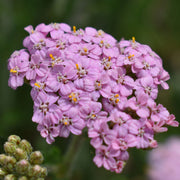 Yarrow, Pink Grapefruit #1