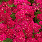 Yarrow, Pomegranate #1