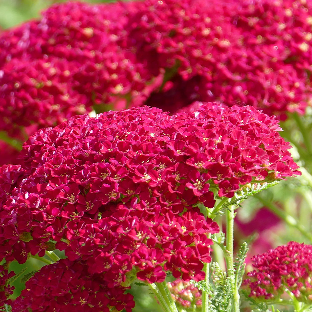 Yarrow, Desert Eve Deep Rose #1