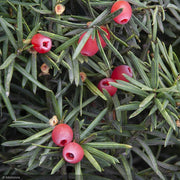 Yew, Hick's Upright #5