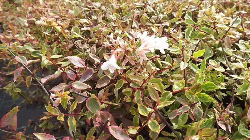 Abelia, Sunshine Daydream #3