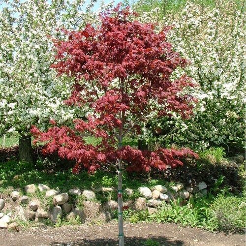 Japanese Maple, Samurai Sword #7