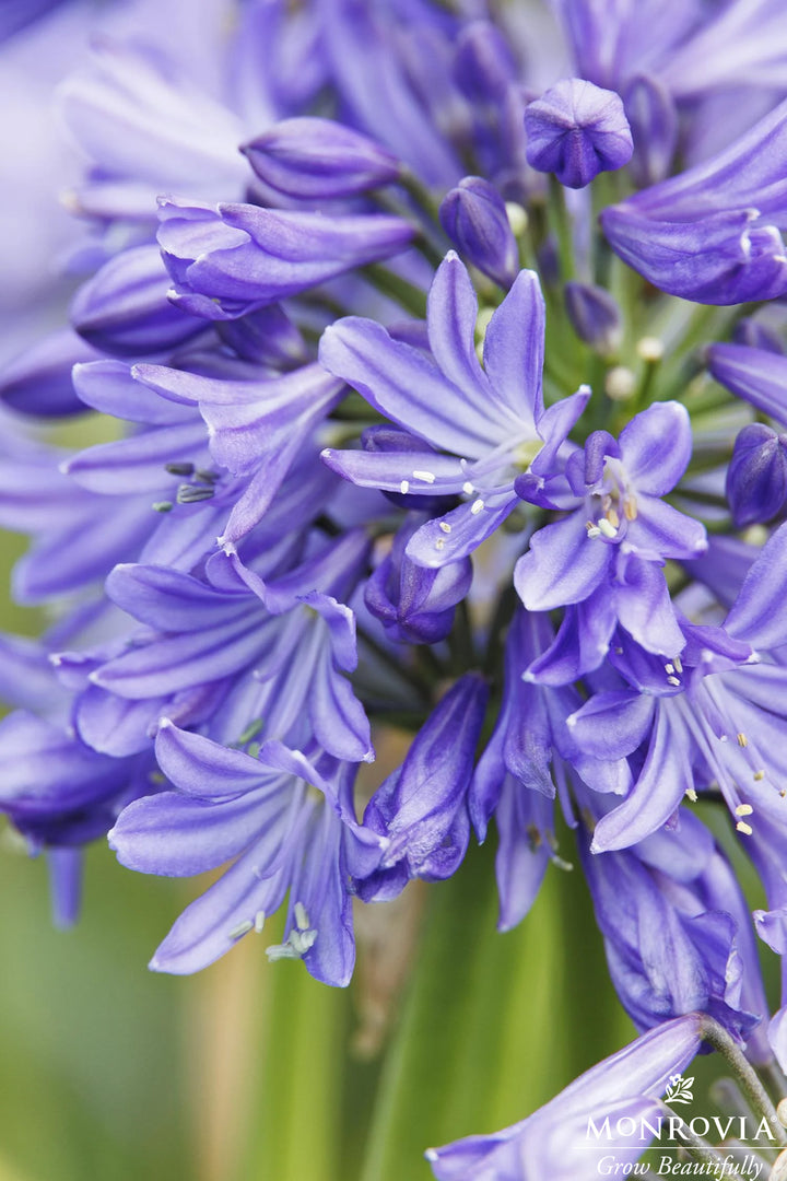 Agapanthus Azurro #1