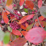 Load image into Gallery viewer, Chokeberry, Berry Scape #3
