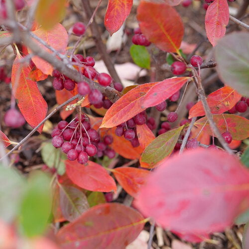 Chokeberry, Berry Scape #3