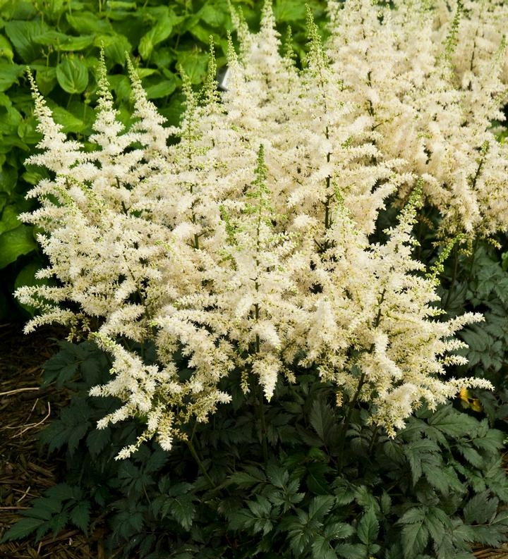 Astilbe, Visions in White #1