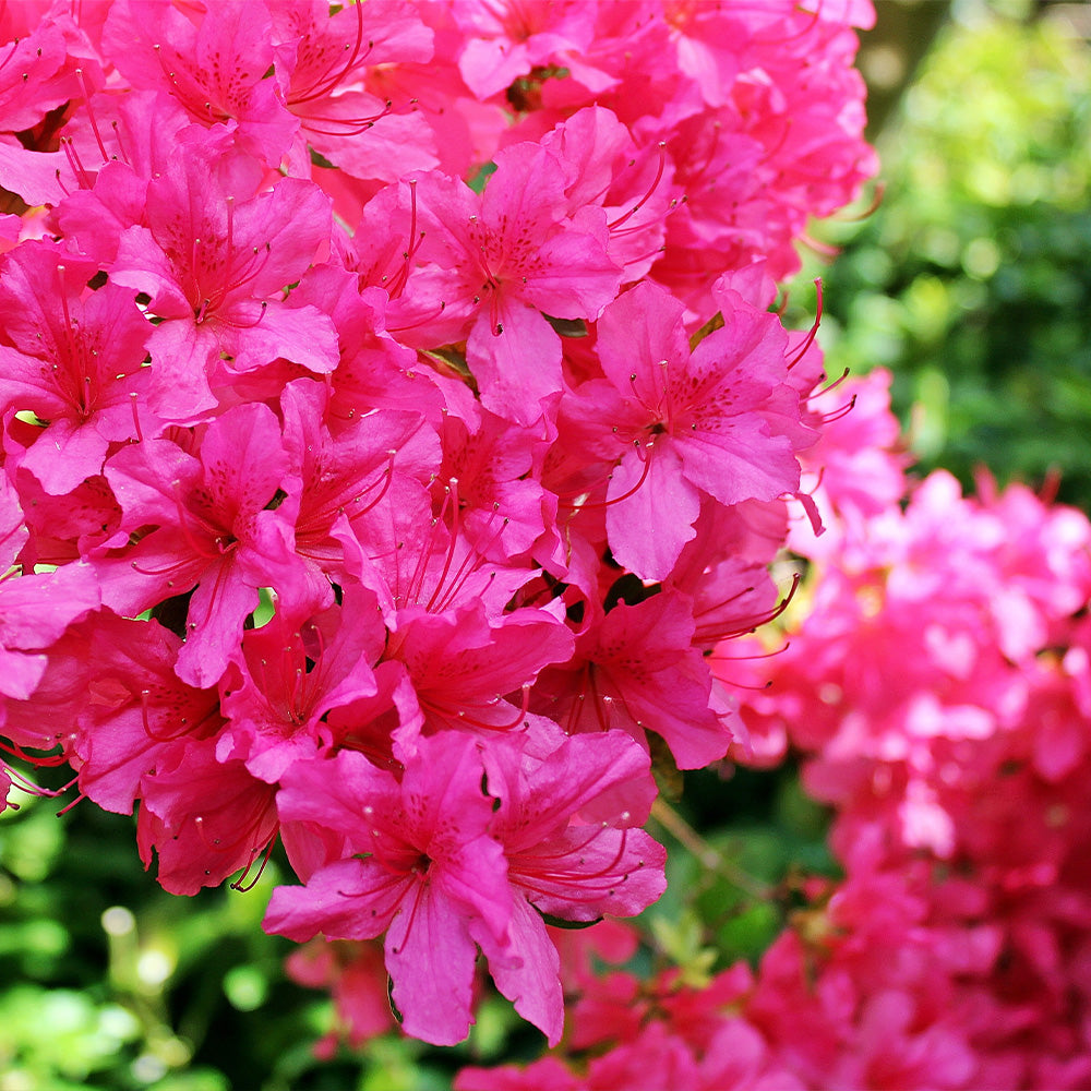 Azalea, Encore Autumn Jewel #3