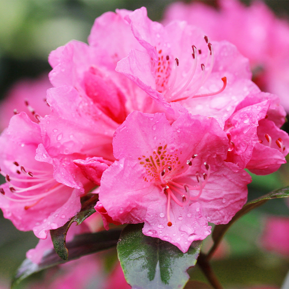 Azalea, Encore Autumn Jewel #3