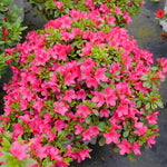 Load image into Gallery viewer, Azalea, Perfecto Mundo Fuchsia Carpet #3