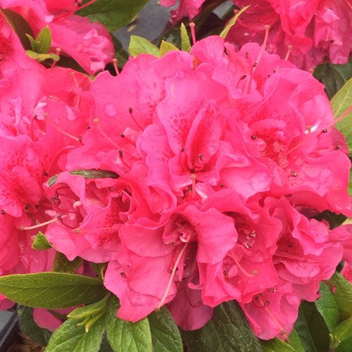 Azalea, Perfecto Mundo Double Dark Pink #3