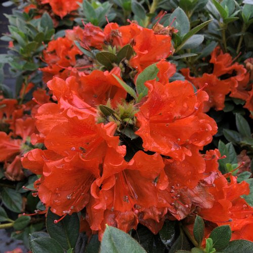 Azalea, Perfecto Mundo Orange #3