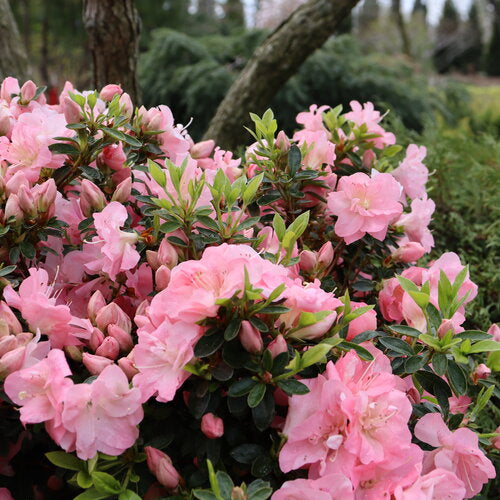 Azalea, Perfecto Mundo Pink Carpet #3