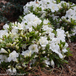 Load image into Gallery viewer, Azalea, Bloom-A-Thon White #3
