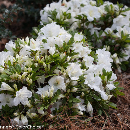 Azalea, Bloom-A-Thon White #3