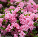 Load image into Gallery viewer, Azalea, Bloom-A-Thon Pink Double #3