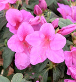 Load image into Gallery viewer, Azalea, Bloom-A-Thon Lavender #3