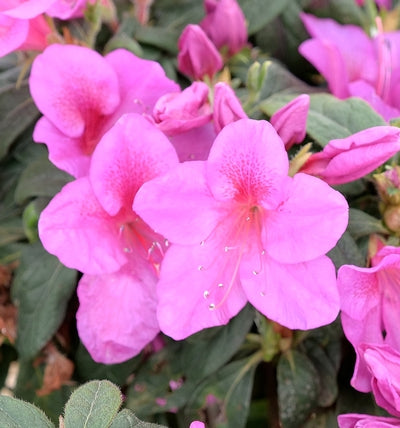 Azalea, Bloom-A-Thon Lavender #3