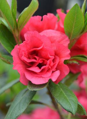 Azalea, Bloom-A-Thon Red Magnificence #3