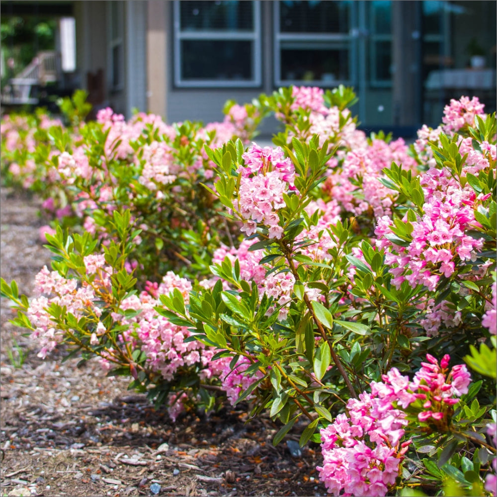 Rhododendron, Bloombux Magenta #3