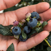 Blueberry, Perpetua #2