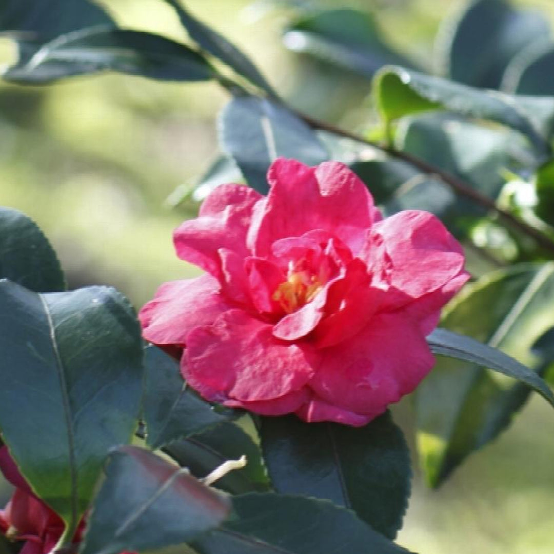 Camellia, Bonanza #5