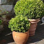 Load image into Gallery viewer, Boxwood, Little Missy #2
