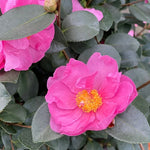 Load image into Gallery viewer, Camellia, Just Chill Double Mauve #3