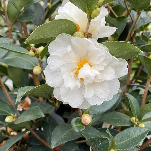 Camellia, Just Chill Double White #3