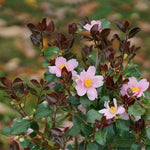 Load image into Gallery viewer, Camellia, Just Chill Red Tip #3