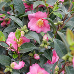 Load image into Gallery viewer, Camellia, Warm Hearted Pink #3